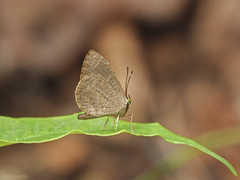 Miletus biggsii