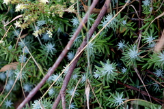 Sedum griseum