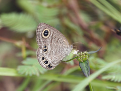 Ypthima lisandra