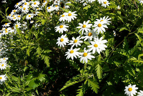 Argyranthemum pinnatifidum