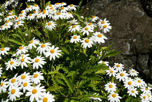 Argyranthemum pinnatifidum