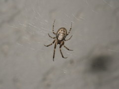 Zygiella x-notata