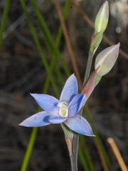 Thelymitra aemula