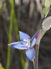 Thelymitra aemula