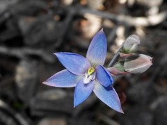 Thelymitra aemula