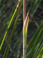 Thelymitra aemula