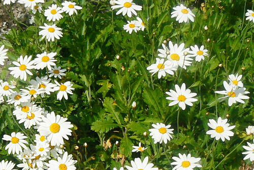 Argyranthemum pinnatifidum subsp. montanum image