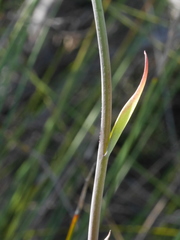 Thelymitra aemula