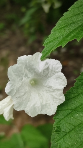 Varronia leucocephala
