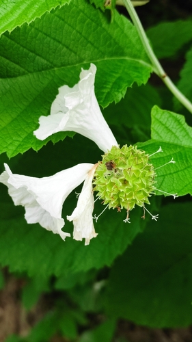 Varronia leucocephala