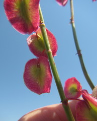 Rumex woodii