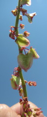 Rumex woodii