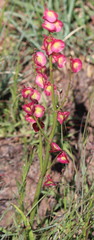 Rumex woodii