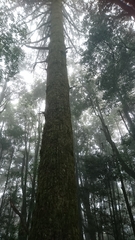 Pinus armandi