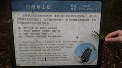 Pinus armandi