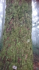 Pinus armandi