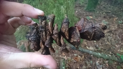 Pinus armandi