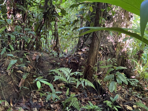 Caryocar costaricense - Whole tree