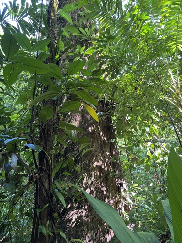 Caryocar costaricense - Fruit