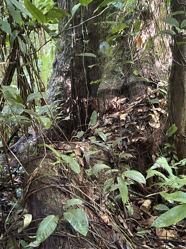 Caryocar costaricense - Flowers