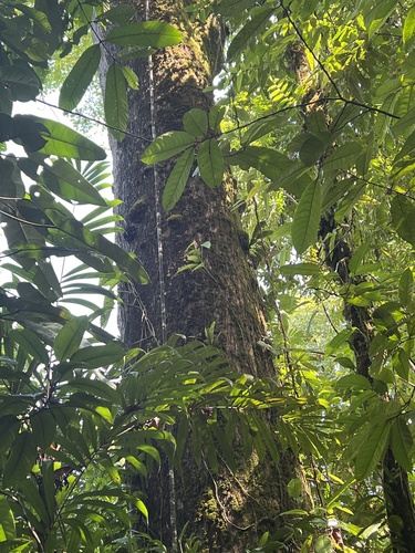 Caryocar costaricense - Leaves