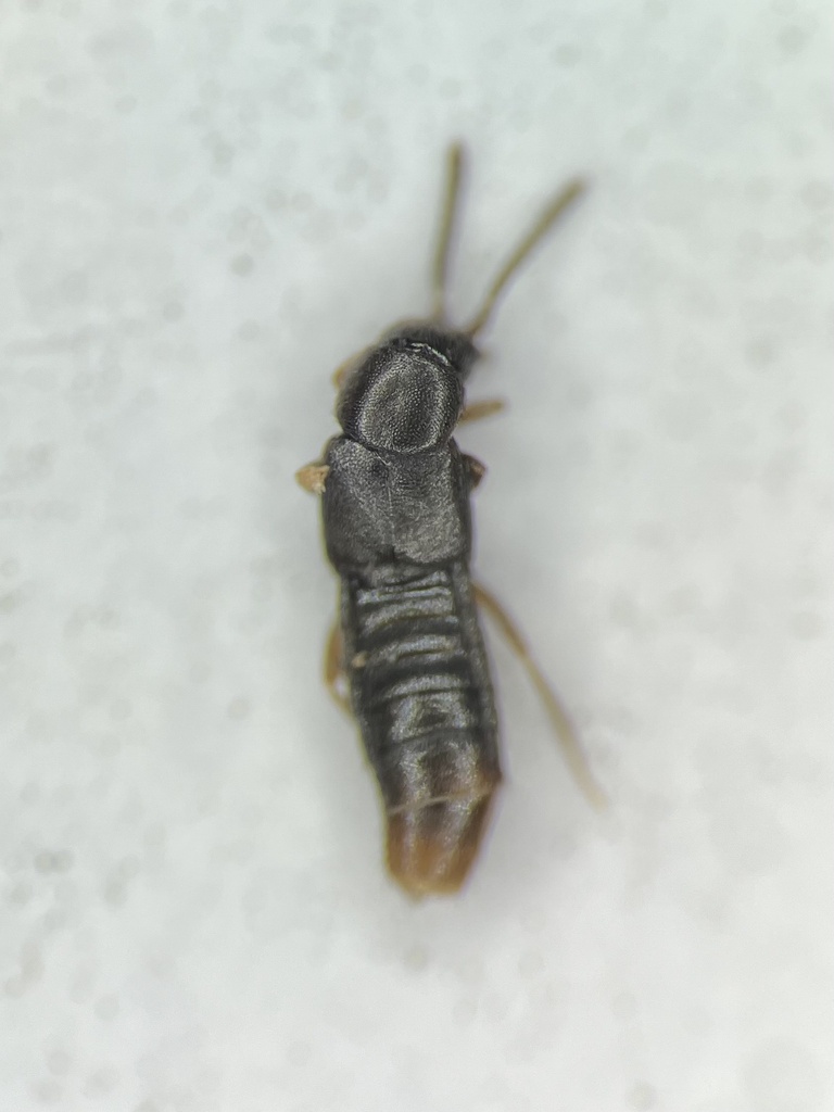 Dilacra