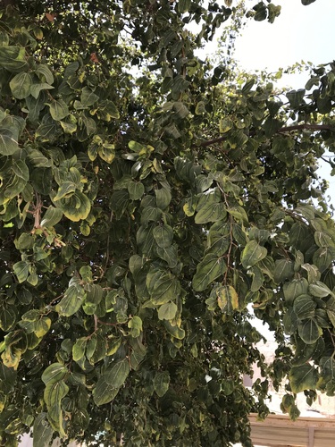 Image of Ziziphus spina by (c) Nasser Halaweh, some rights reserved (CC BY)