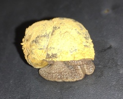 Acusta
