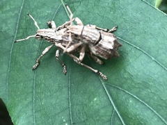 Episomus chinensis