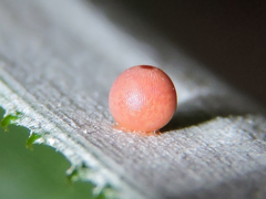 Dynastor darius stygianus