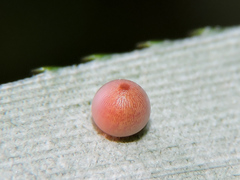 Dynastor darius stygianus