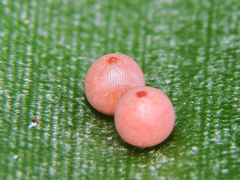 Dynastor darius stygianus