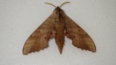 Marumba sperchius
