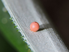 Dynastor darius stygianus