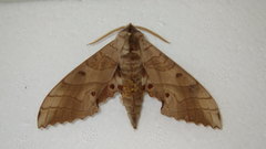 Marumba sperchius