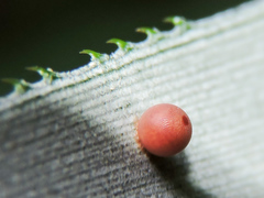 Dynastor darius stygianus