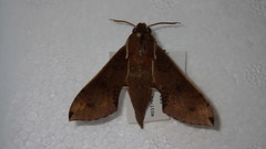 Rhagastis mongoliana