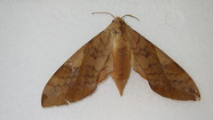 Clanis bilineata tsingtauica
