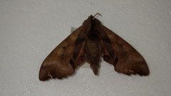 Marumba echephron