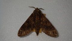 Dolbina tancrei