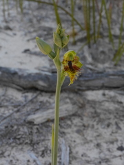 Calochilus herbaceus