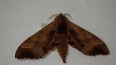 Marumba echephron