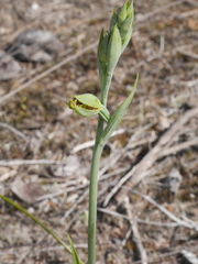 Calochilus herbaceus