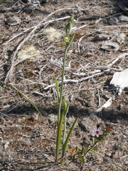 Calochilus herbaceus