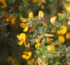 Pultenaea hispidula