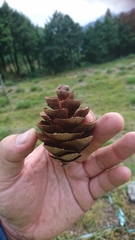 Pseudotsuga wilsoniana