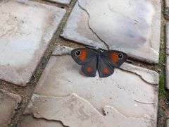 Stygionympha wichgrafi