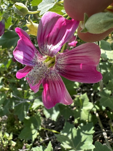 Island mallow
