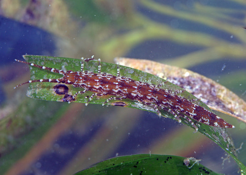 Euidotea caeruleotincta