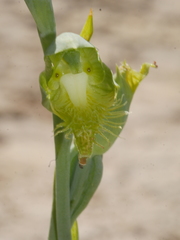 Calochilus herbaceus